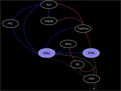 Reward Circuitry Plasticity in Pain Perception and Modulation